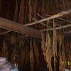 Tobacco curing in the barn