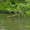 Snapping Turtle enjoying the warmth of the afternoon.