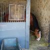 The carriage house stables